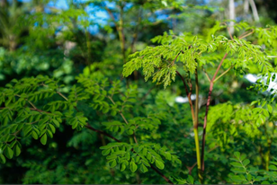 Mature Moringa Tree Ready to Harvest