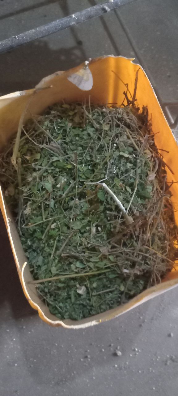 Moringa leaves and stems ready to be crushed