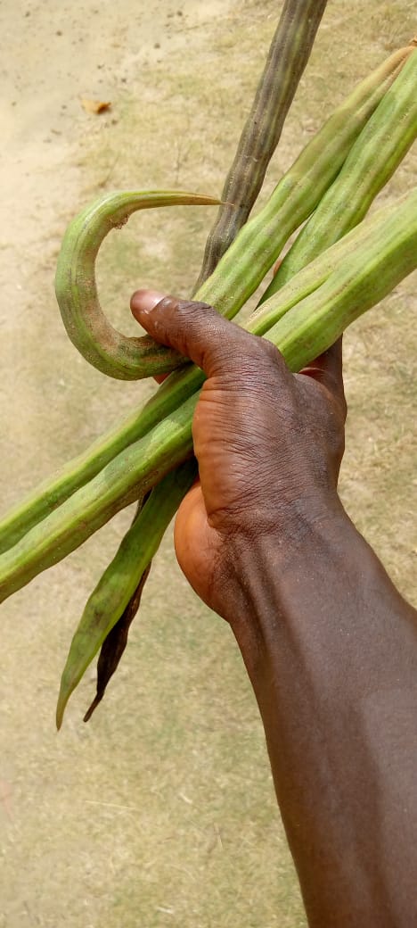 Moringa 2-14-2024